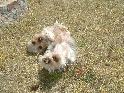 まつ犬さんちのまつ